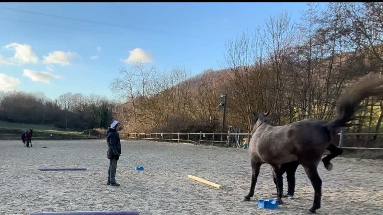 Cours commenté 2 - Module 5 introduire la gymnastique chez le jeune cheval