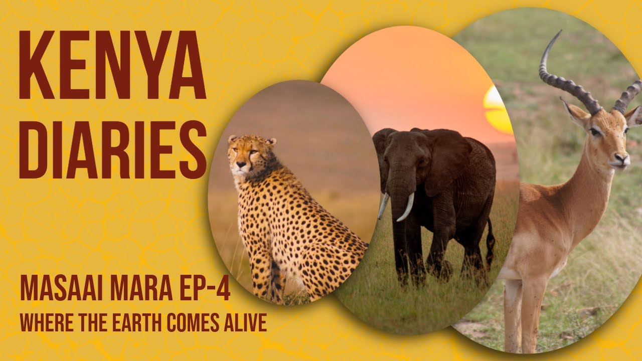MASAI MARA SAFARI PART 4 - DAY3 GAME DRIVE / Finally the elusive Leopard #safari #trendingvideo