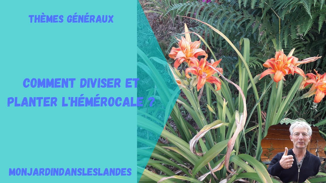 Comment diviser et planter les hémérocalles ? - Monjardindansleslandes