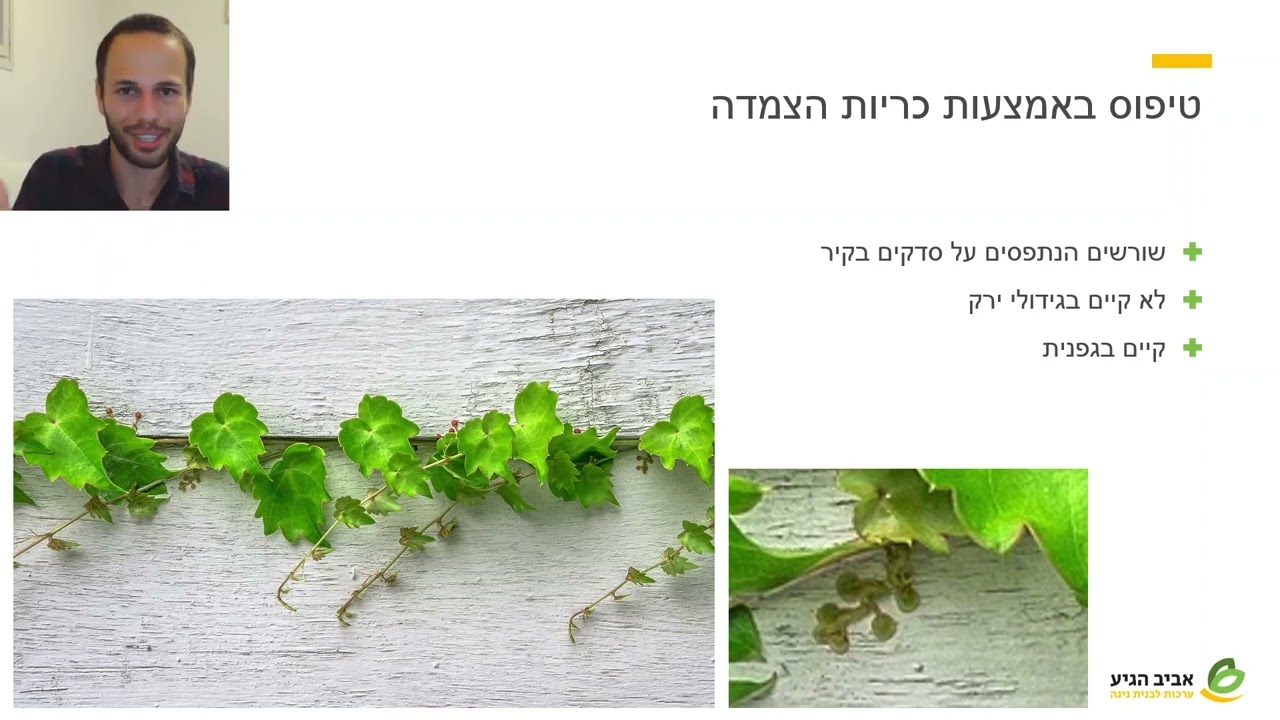 הדליית צמחים בגינה | השלב היובינילי בצמחי הגינה | מתוך קורס גידול ירקות בשיטה המדעית
