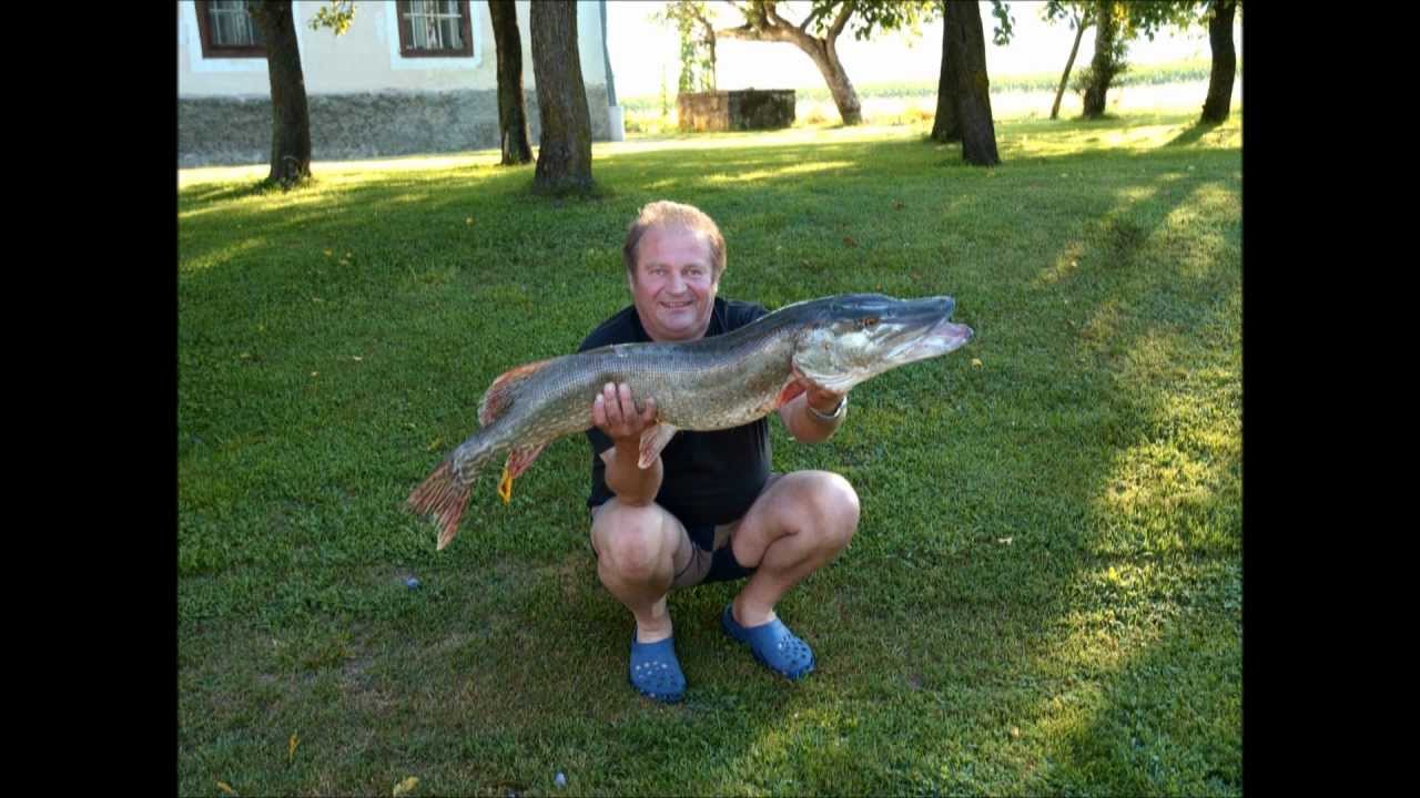 Unsere Fänge vom Völkermarkter Stausee