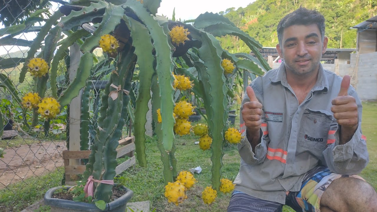 Pitaya amarela crioula produzindo no vaso.