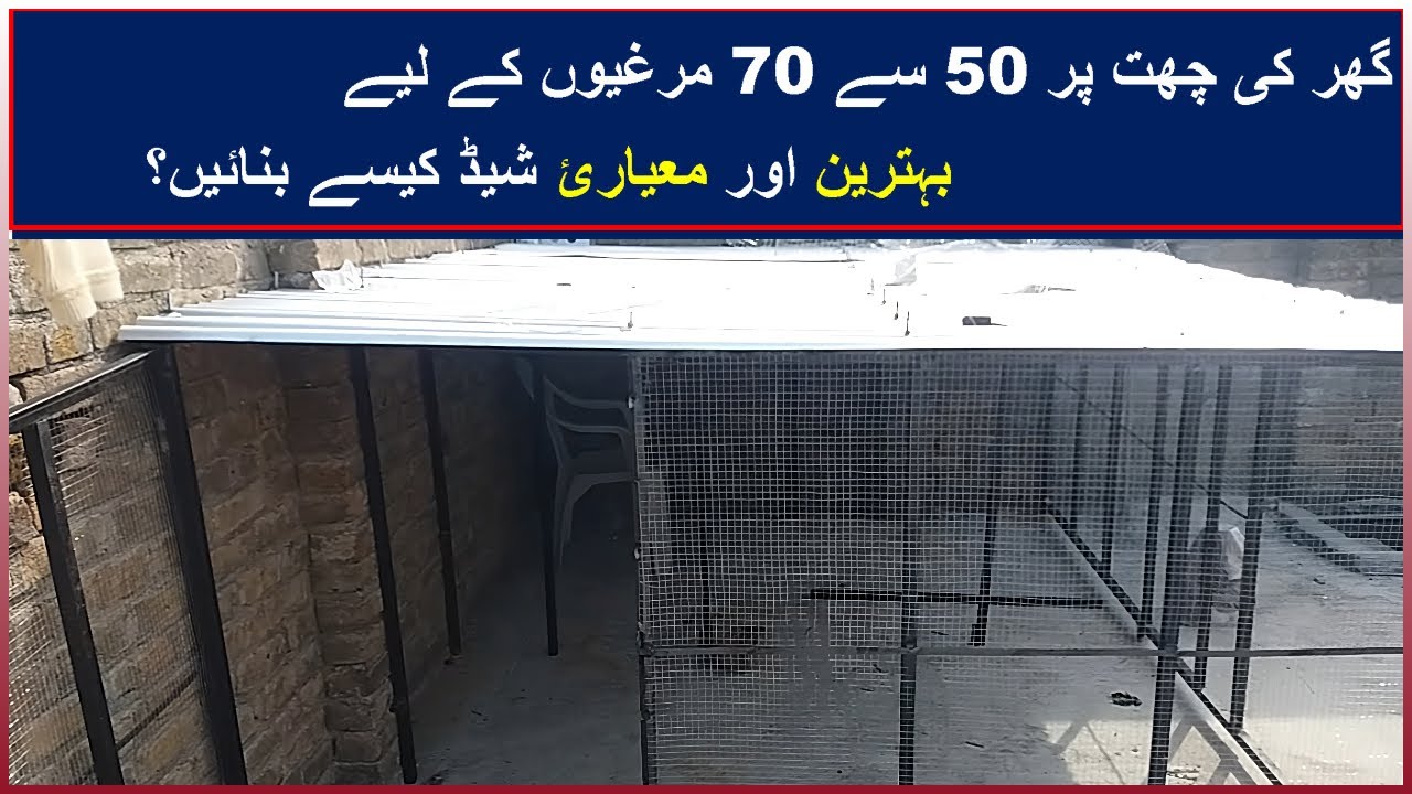 How to Make Chicken Coop at Rooftop? | How to Make Chicken Shed at Rooftop | Global Poultry Farming