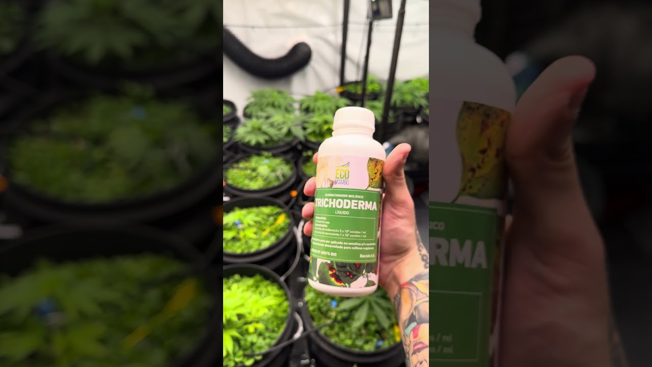 Riego trichodermas ecomambo #plantas #dandoelpechoalasbolas #cultivarte #automobile #laacademia