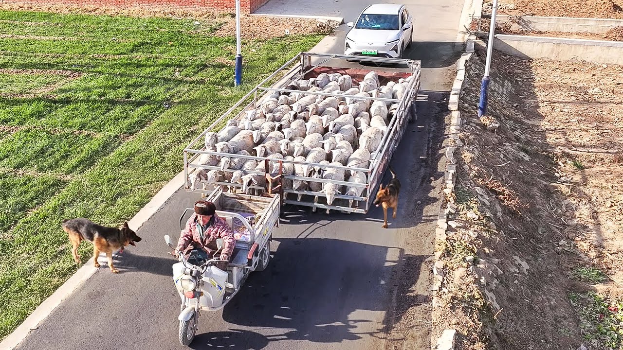 Chinese Farmer Genius Idea to Move his Cattle Across the City