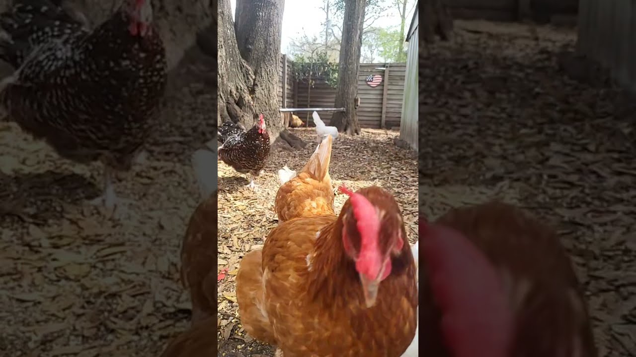 #Mama's Place is Live #chicken #lifeisbutadream #shorts #love #birds
