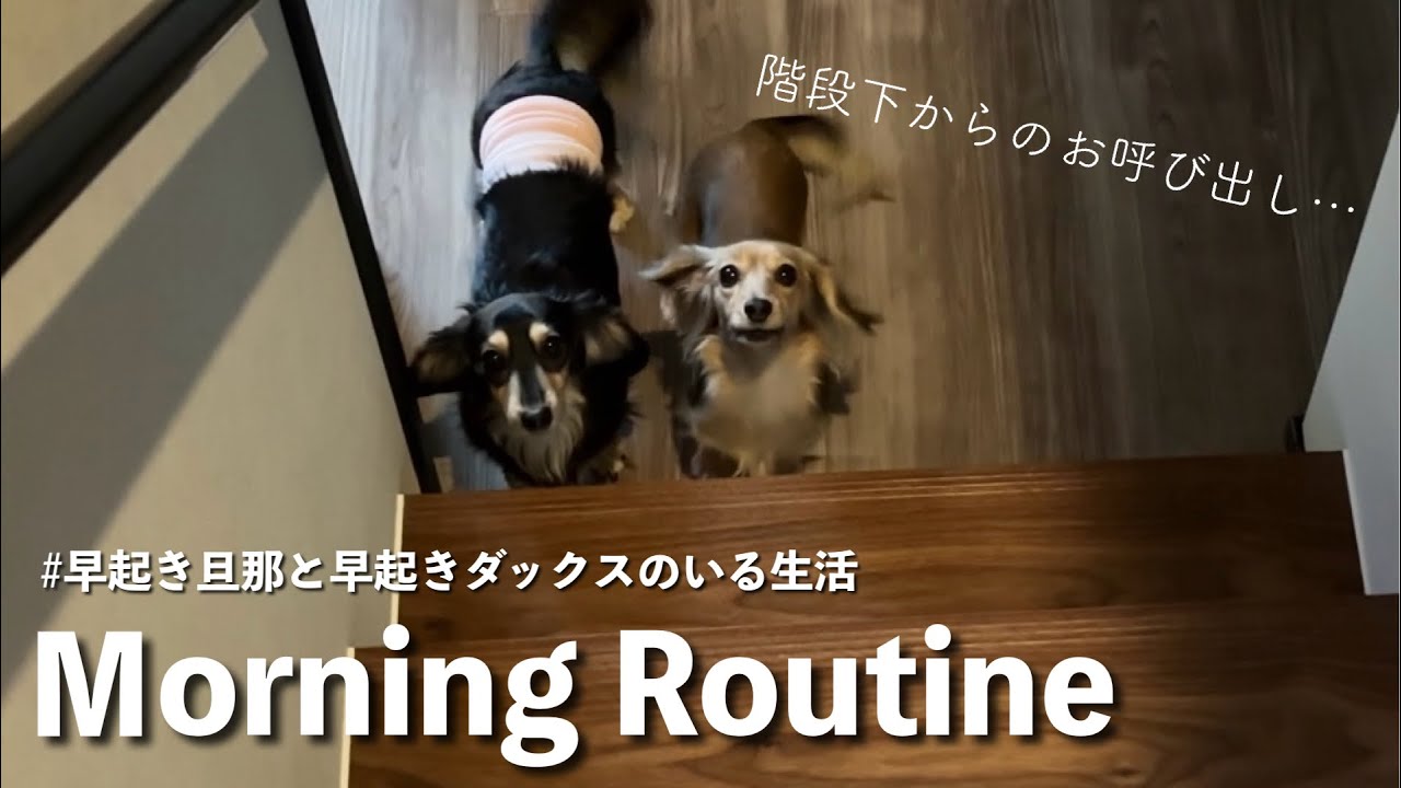 早起きダックスのモーニングルーティン