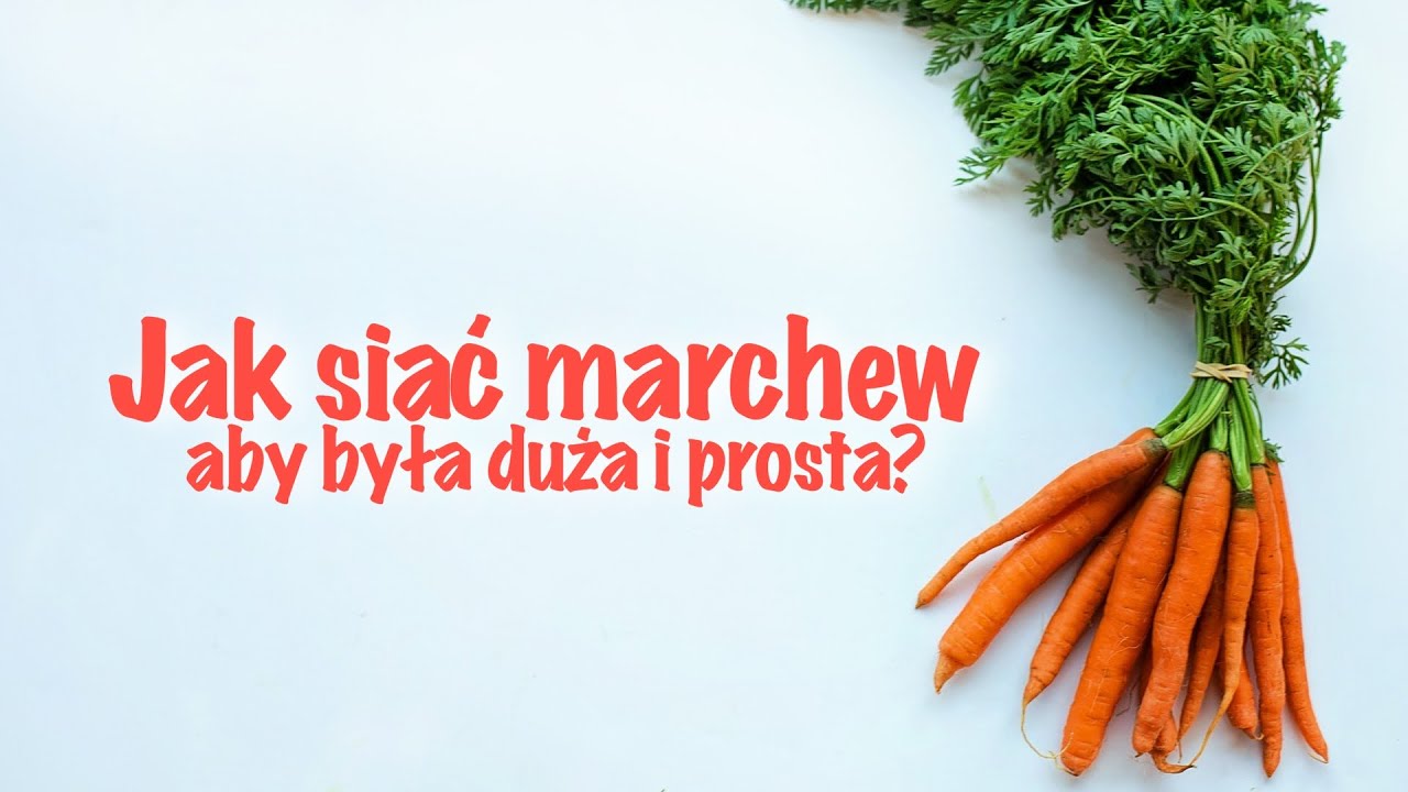 Jak siać marchew aby rosła duża i prosta