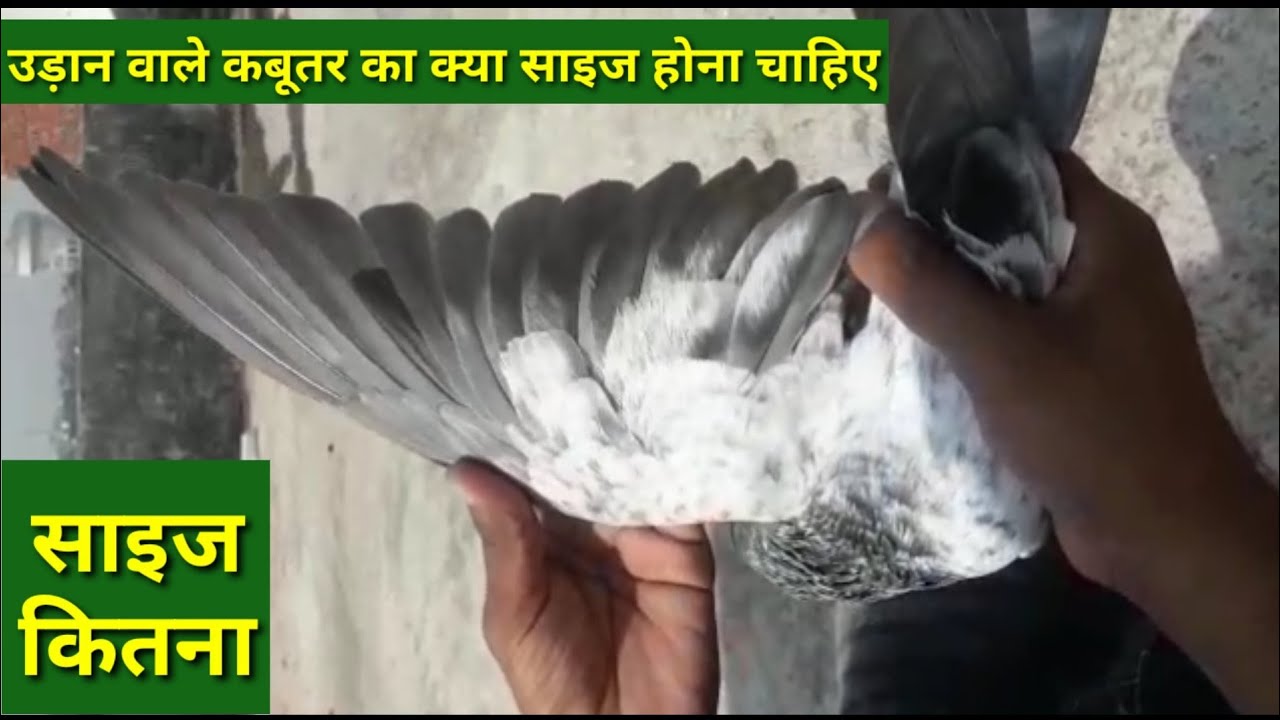 Udan wale kabutar ka kya size hona chahiye