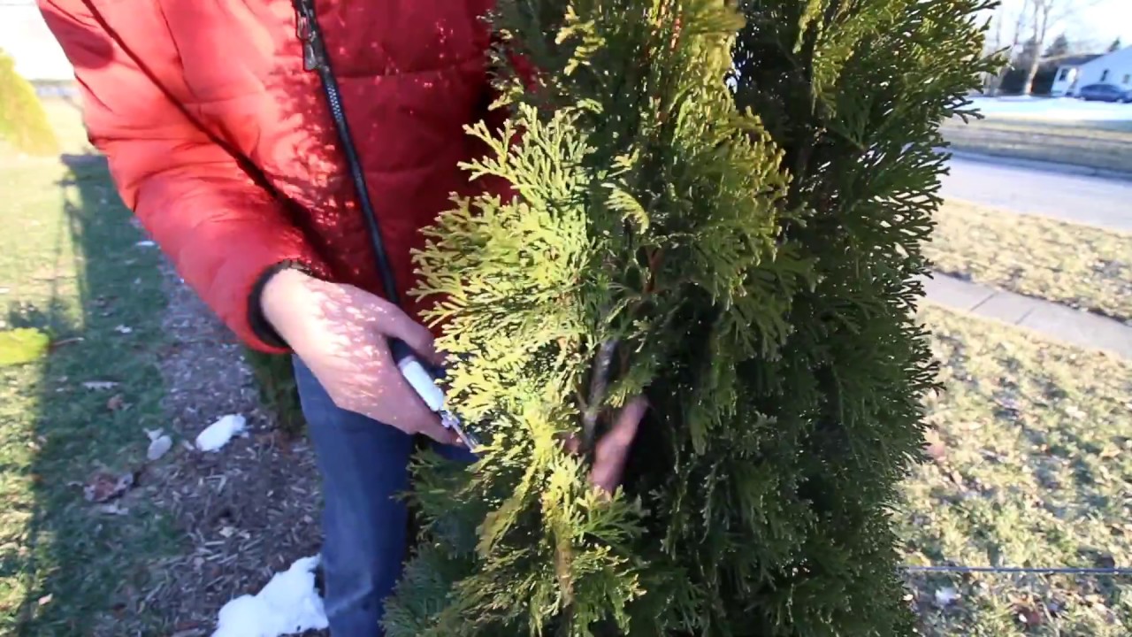How to Prune Your Arborvitaes Like a Pro!