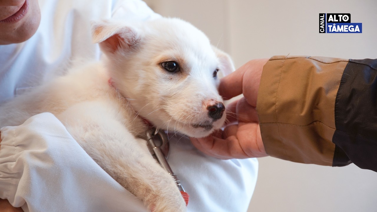 CROAC de Chaves já retirou mais de 800 animais da rua