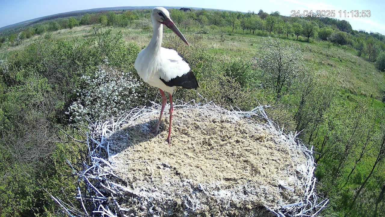 Черговий гість