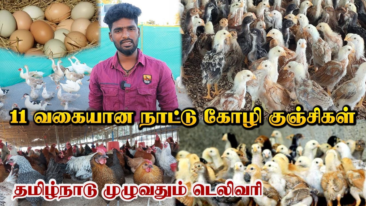 வருடத்துக்கு 230முட்டையிடும் சொனாலி கோழி | சிறுவிடை பெருவிடை நாட்டுக்கோழி | Sonali Kozhi Valarpu
