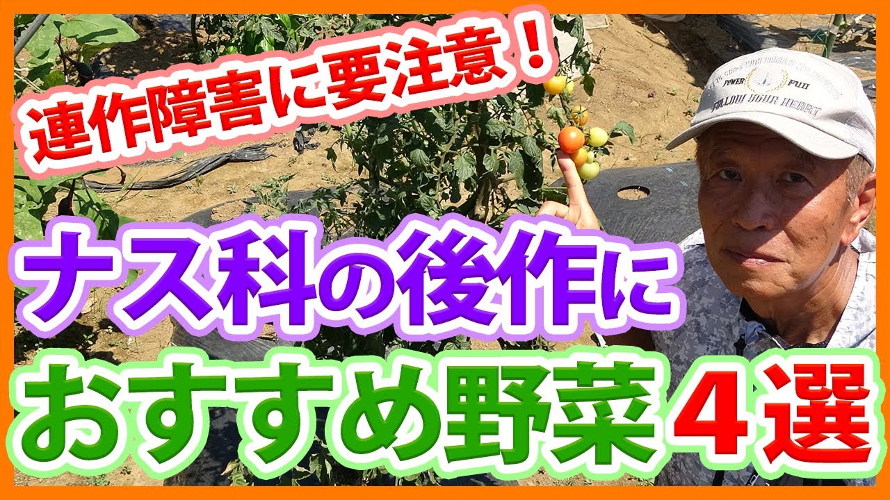家庭菜園や農園栽培でナス科野菜の後作！連作障害に要注意！ナス・トマト・ピーマン跡地に最適な野菜４選！/How to choose successors of the Solanaceae family