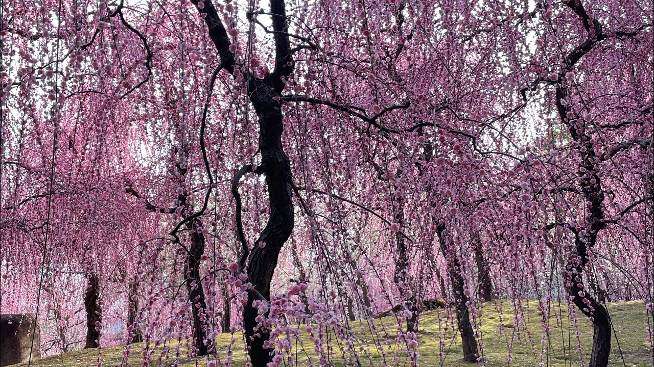 Visiting Japan Kyoto Jonangu Shrine in Spring | Best Weeping Plum Blossoms 🌸