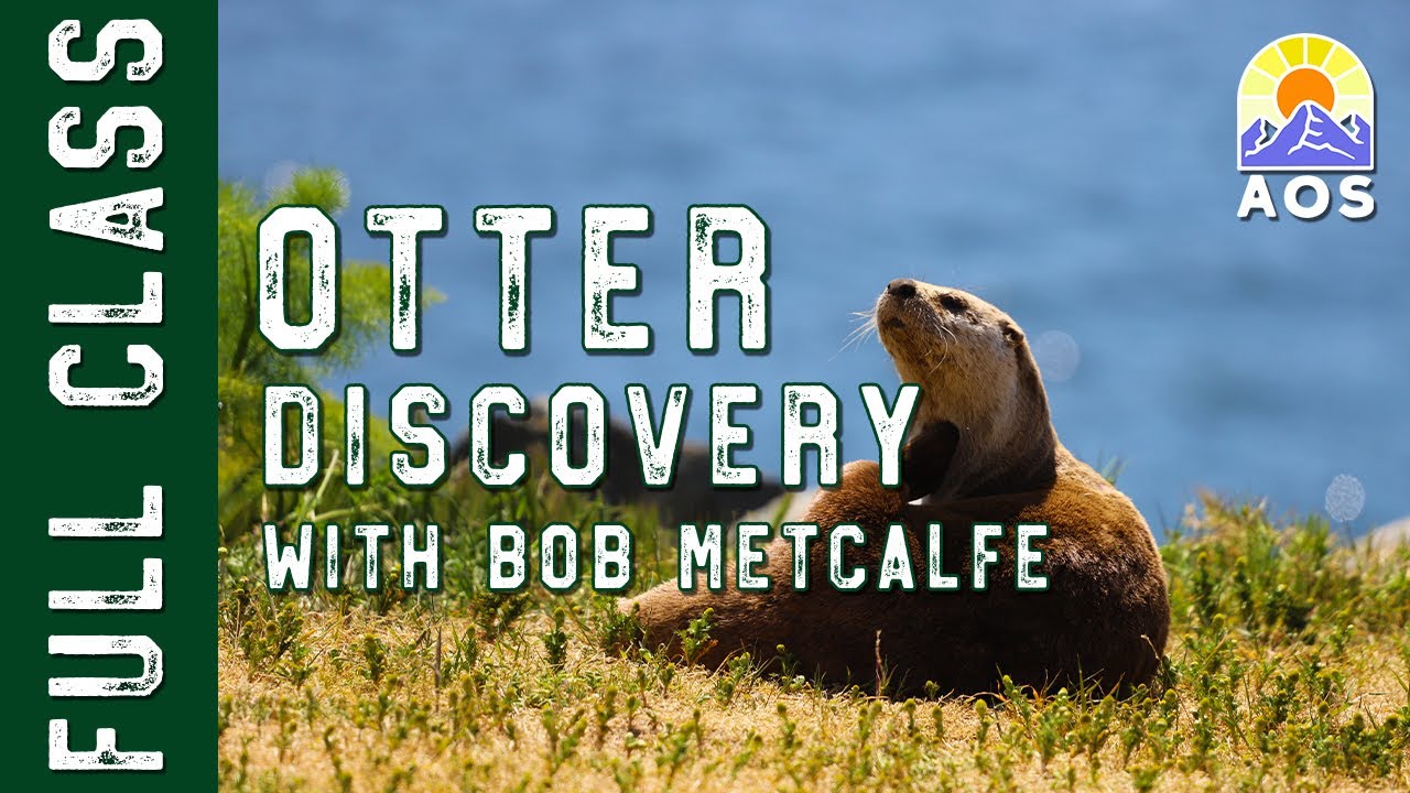 Full class on Otter Discovery Bob Otter