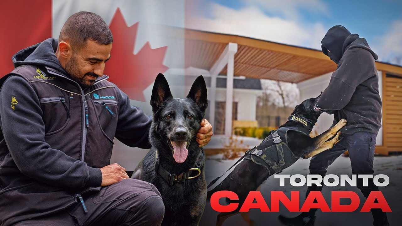 Kiara's Handover In Canada - Family Protection Dog