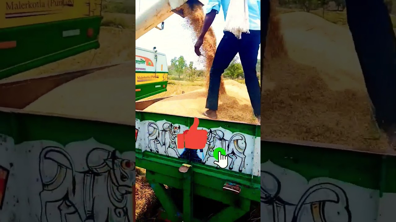 paddy unloading John Deere harvester part 3 #viral #trending #bandapallyagriculturevideo #harvester