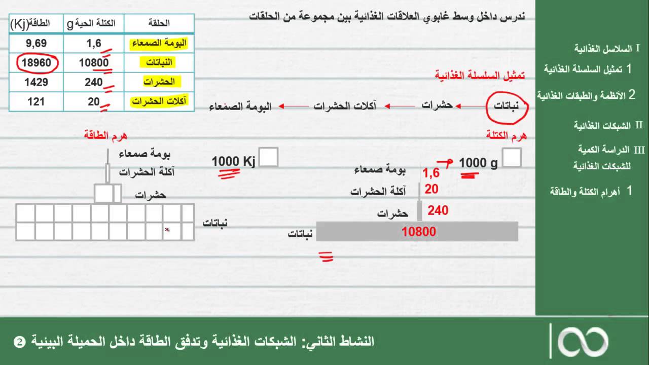 الجذع المشترك العلمي | الحصة 26: تدفق المادة والطاقة داخل الميلة البيئية