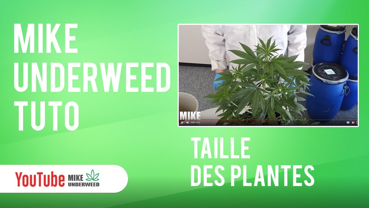 Mike Underweed vous pr&eacute;sente un Tuto sur la M&eacute;thode de Taillage de culture du cannabis cbd l&eacute;gal
