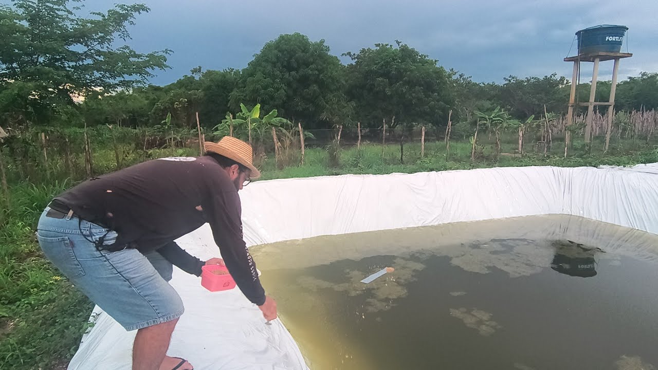 Começamos a criar peixe no sítio! Veja quantos colocamos no tanque