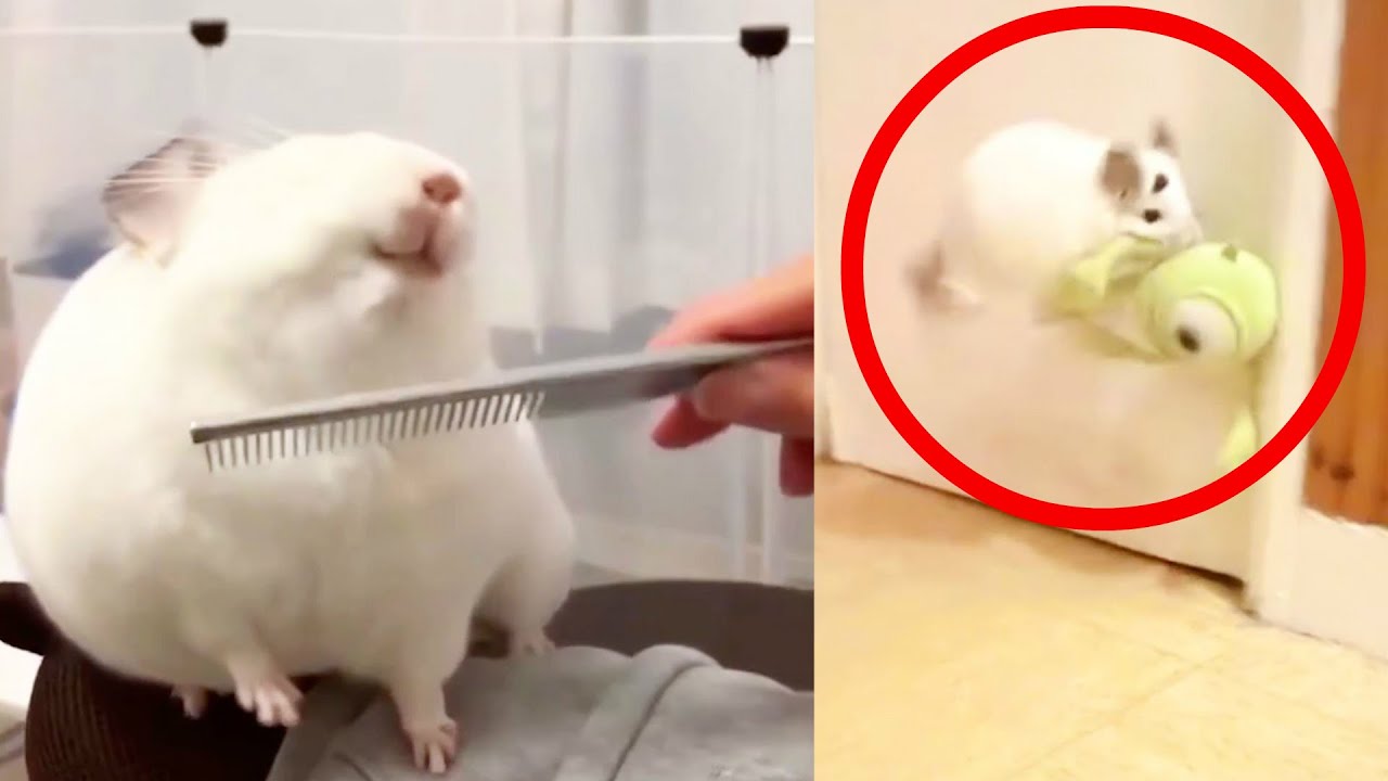 20 HILARIOUS Chinchilla Videos! (TRY NOT TO LAUGH)