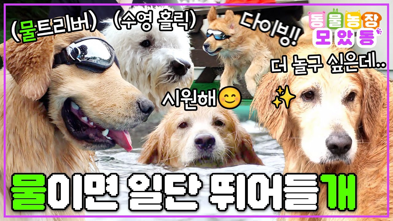 [#모았동물농장] 일단 물이면 뛰어드는 거야~😍 물에 너무나도 진심인 강아지 모음집🐶 #TV동물농장 #AnimalFarm #SBSstory