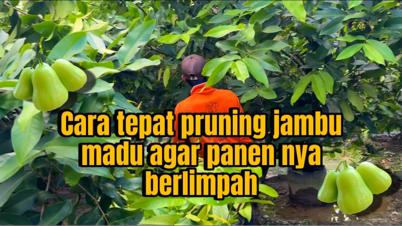 Cara pruning jambu madu yang tepat agar hasil nya berlimpah