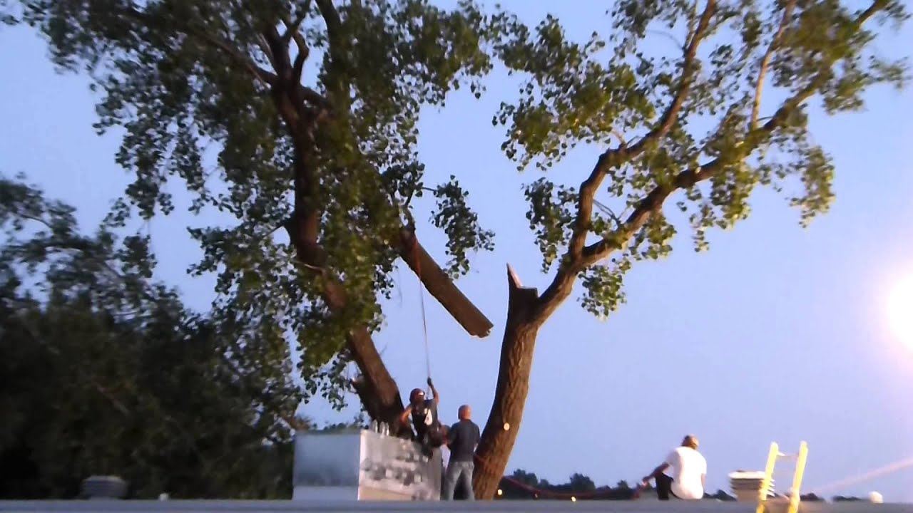Coupe branche d'arbre - 2