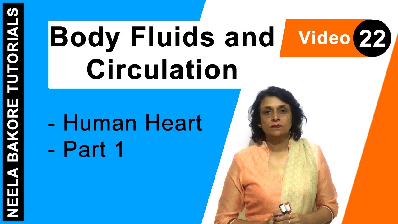 Body Fluids and Circulation | NEET | Human Heart - Part 1 | Neela Bakore Tutorials