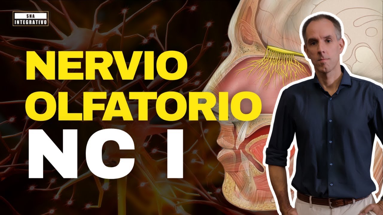 &iquest;C&oacute;mo el nervio olfatorio revela disfunciones ocultas del SNA? Claves cl&iacute;nicas y diagn&oacute;sticas