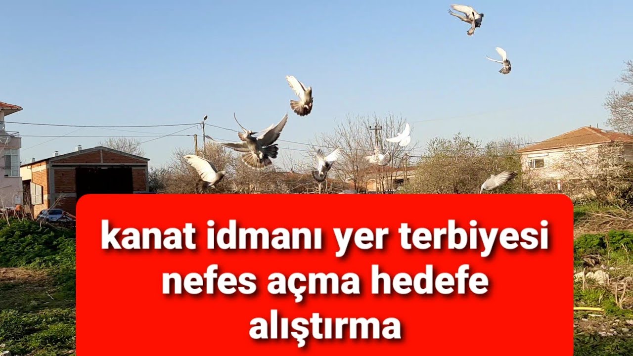 TAKLACI YAVRU GÜVERCİN İDMAN NEDİR? NASIL YAPILIR? KANAT ISITMA NEFES VERME HEDEFE ALIŞTIRMA.
