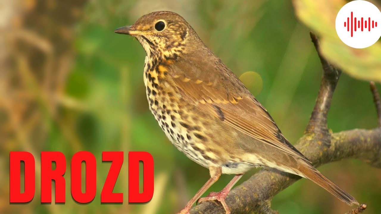 Drozd. Śpiew drozda. Odgłosy Drozda. Drozd odgłos. Dźwięki jakie wydaje drozd. Drozdy