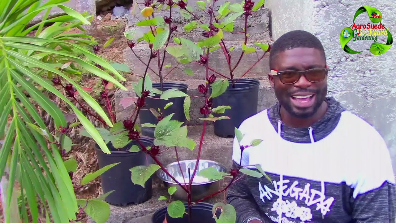 Growing and Harvesting Roselle In A Gallon Container Pot || Agrosuede ✔