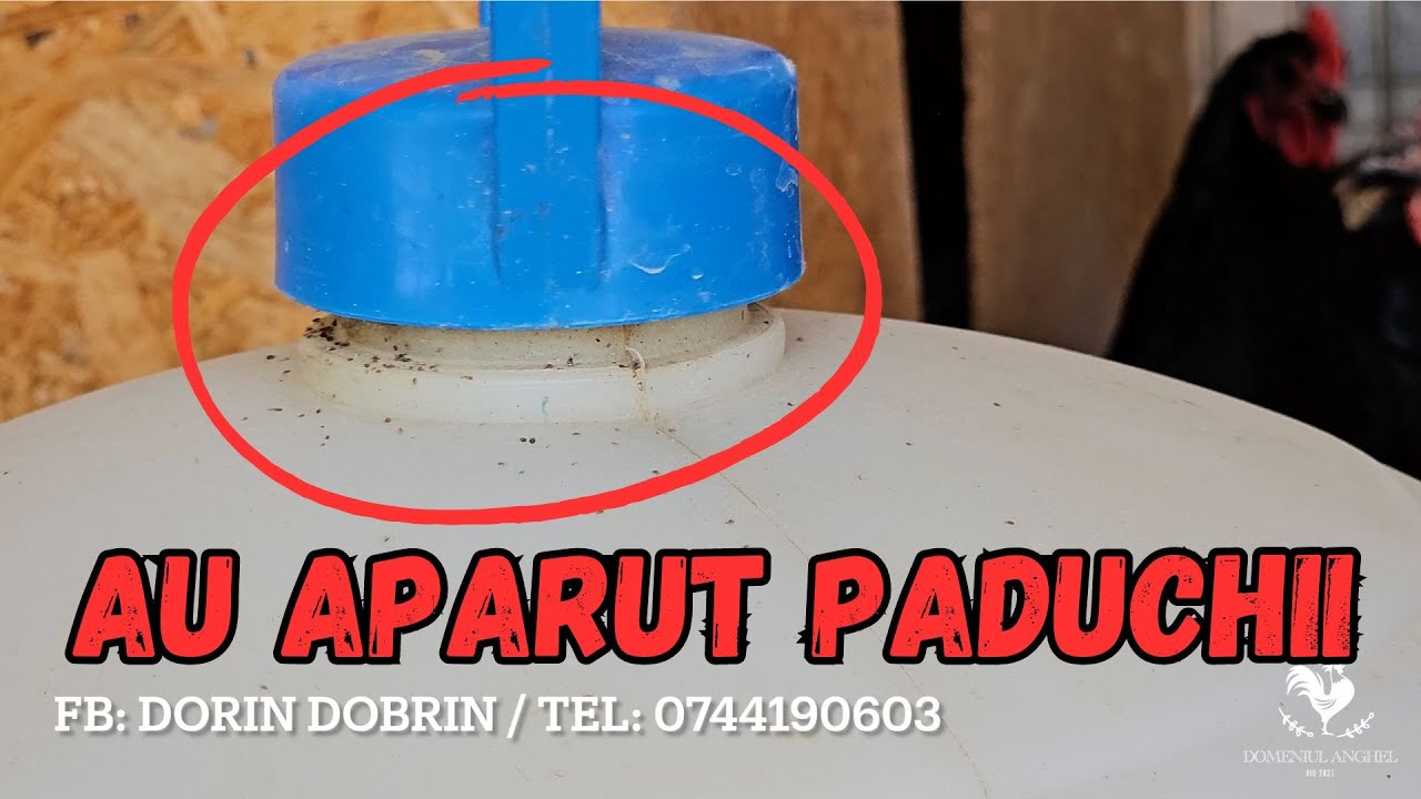 Cum sa scapi de păduchi?