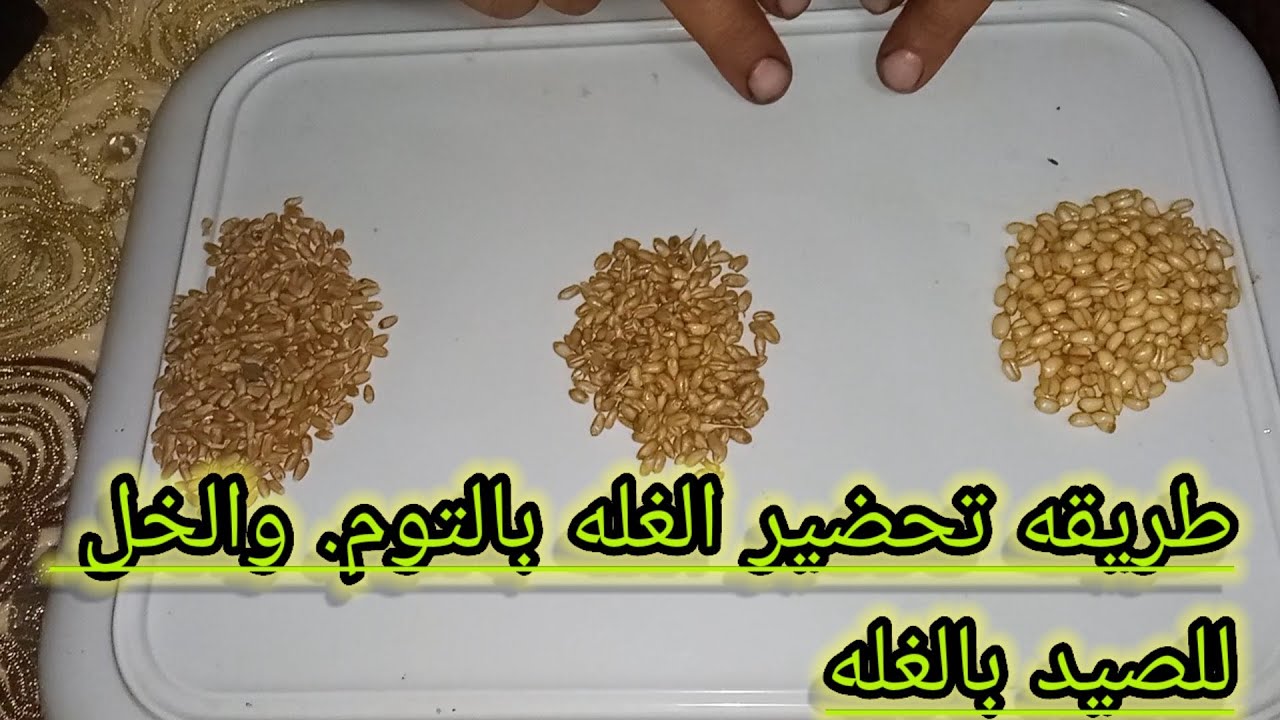 افضل طريقه لتحضير الغله للصيد بالغله فى موسم الصيد بالغله