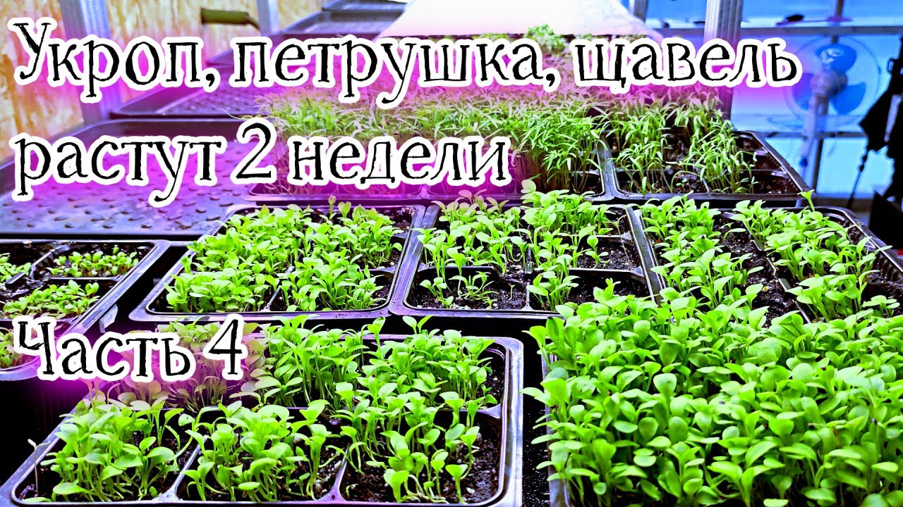 Укроп, петрушка, щавель растут 2 недели  Часть 4