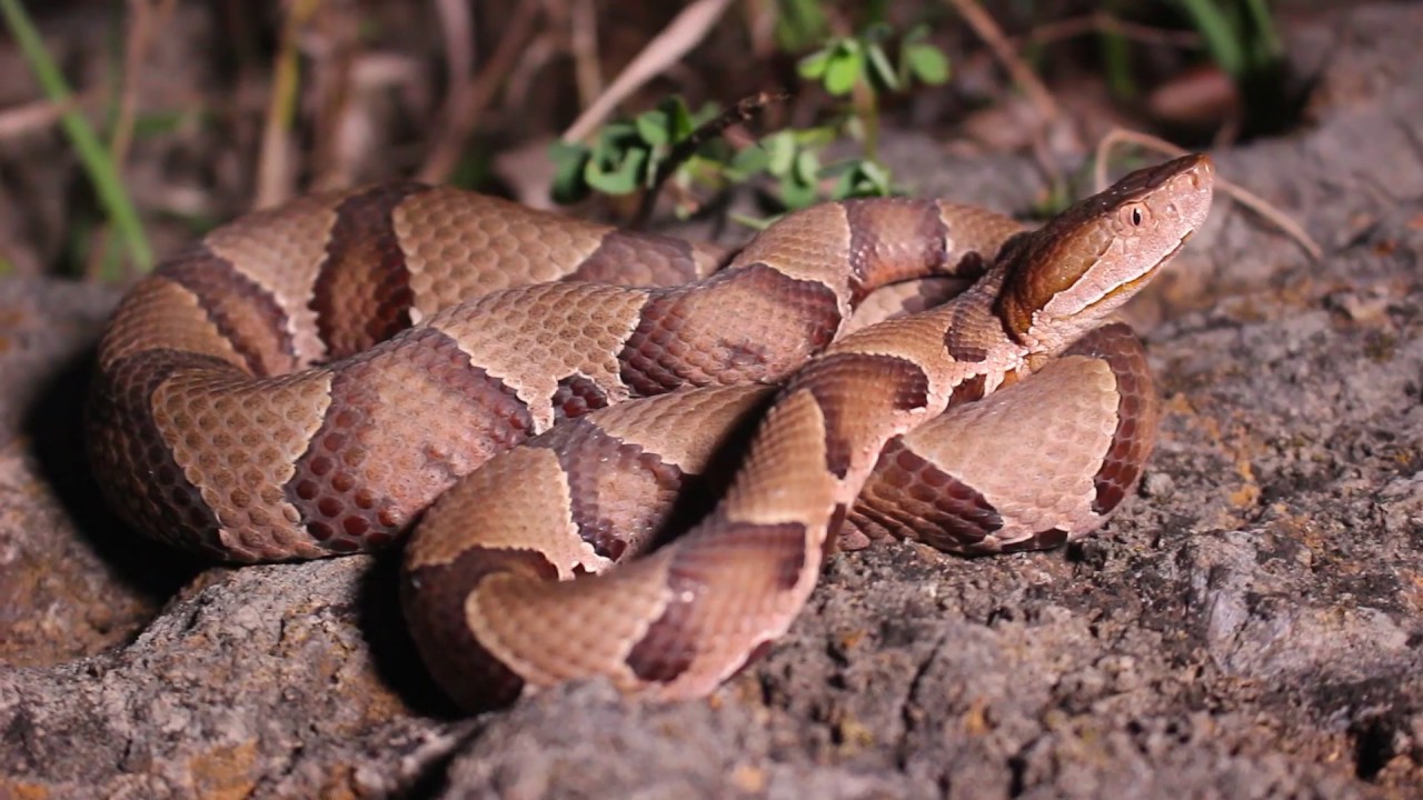 Pit Vipers of the Midwest! (Kansas and Missouri Herping 2019)