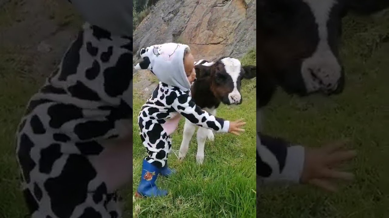 Little Girl Sings To Baby Calf || ViralHog