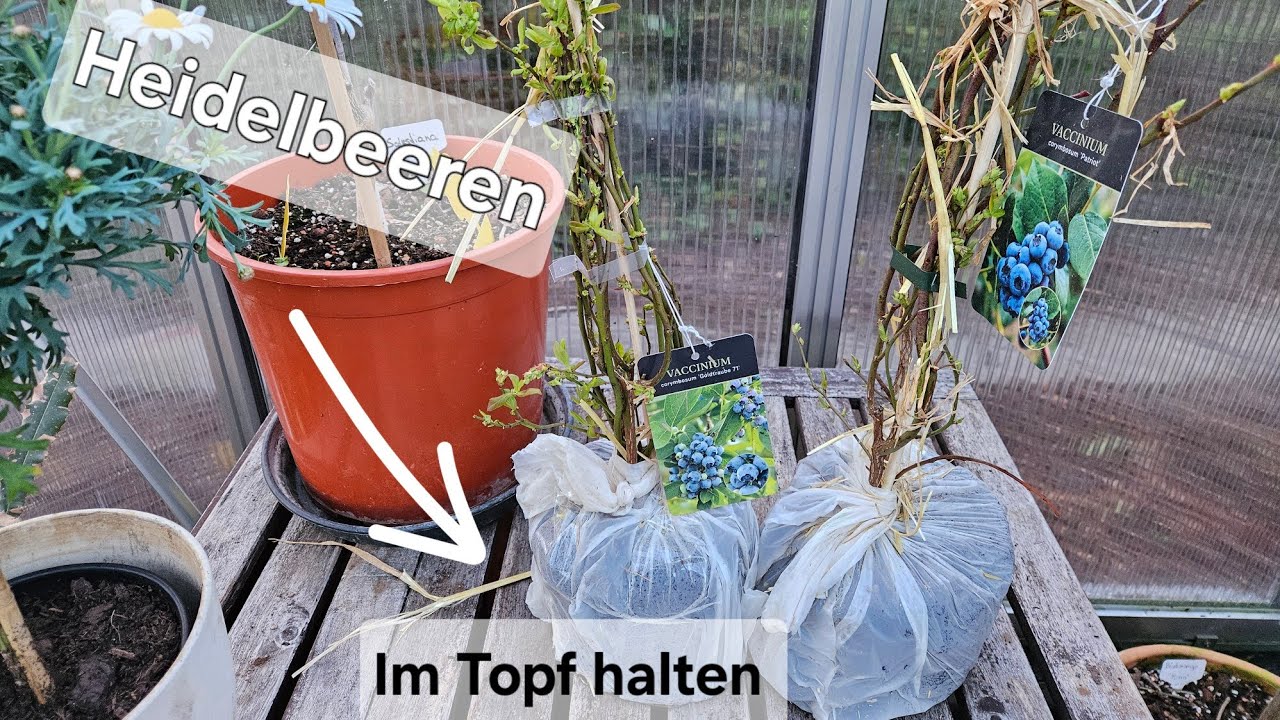 Heidelbeeren im Topf halten. Heidelbeer Pflanze umtopfen und pflegen. Darauf m&uuml;sst ihr achten.