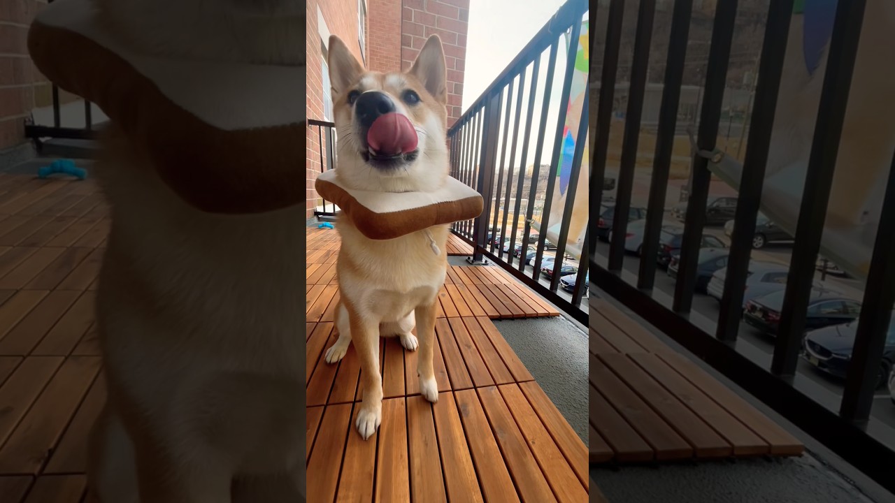 Shiba Loaf came to say helllo🍞👋#dogshorts #shibadog #cutenessoverload