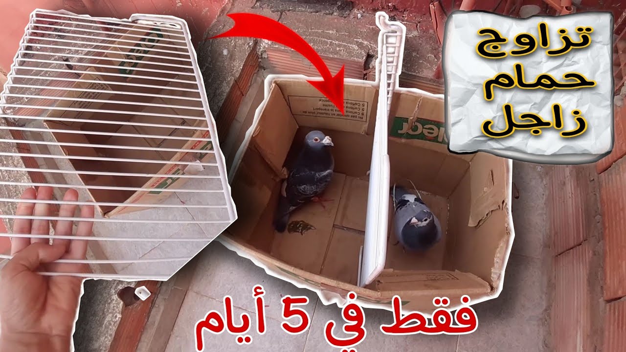 فكرة 2021  |  طريقة تزاوج الحمام زاجل في أقل من 5 أيام ( جرب و ستدعو لي إن شاء الله )