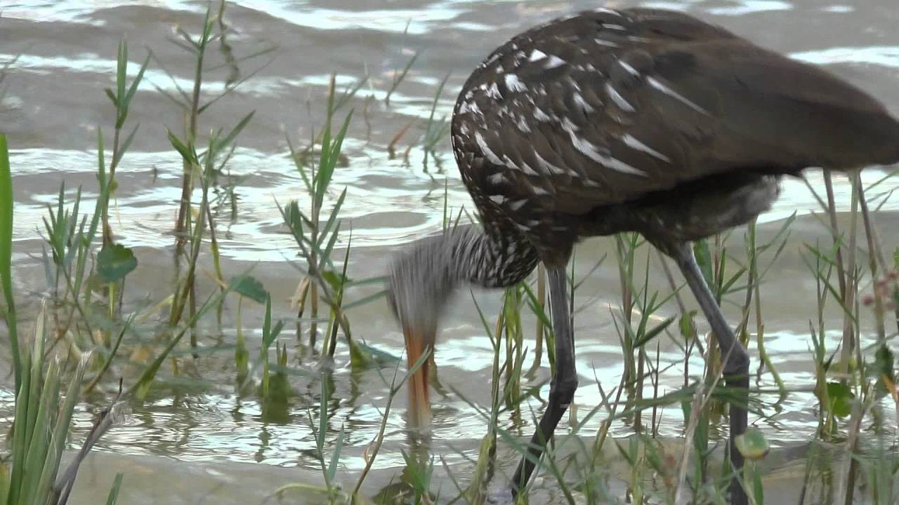 Limpkin, also called Carrao, Courlan, and Crying Bird