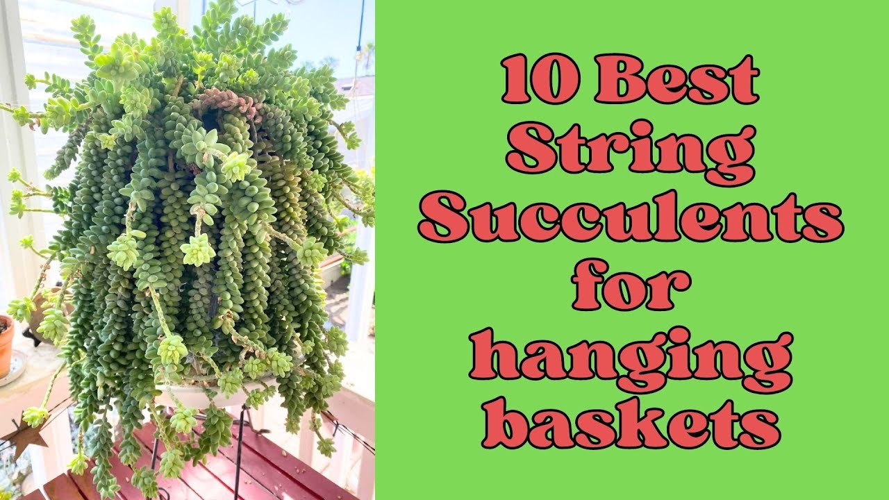 10 Best String Succulents for hanging baskets | Most Popular string plants