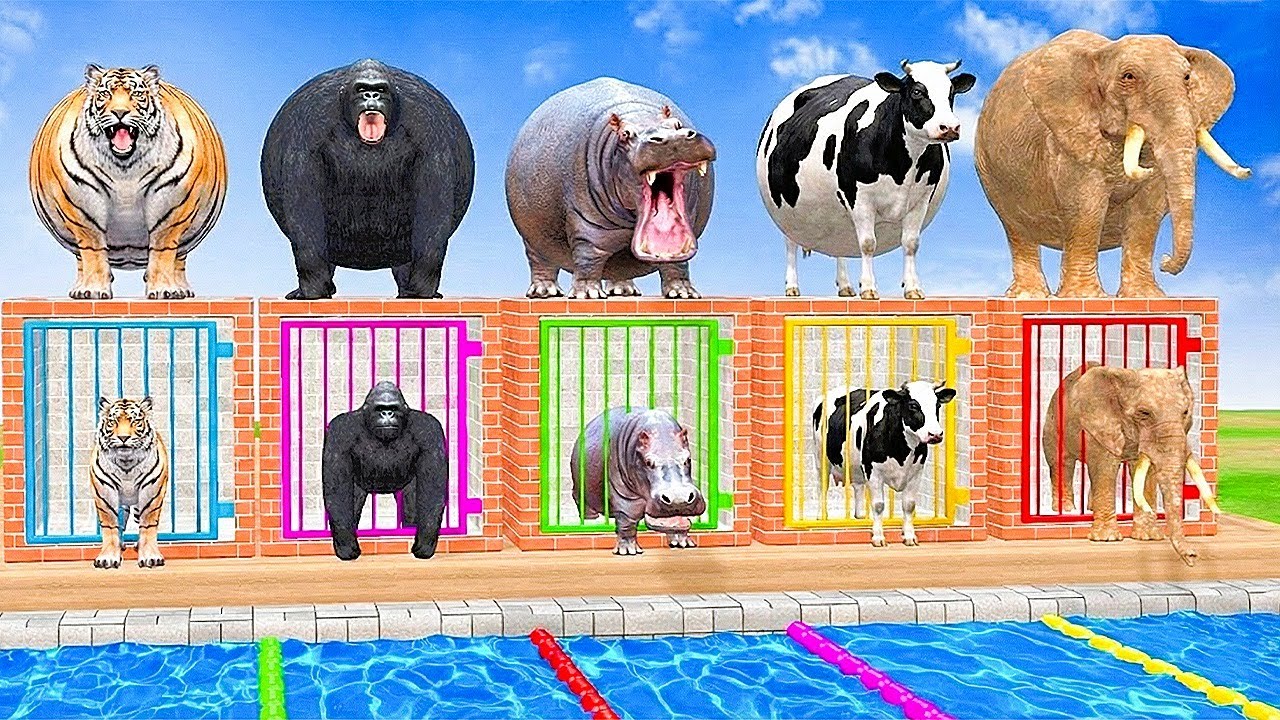 Long Slide Game With Elephant Gorilla Buffalo Hippopotamus Tiger - 3d Animal Game - Funny 3d Animals