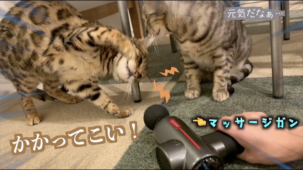 マッサージガンに立ち向かうもブルブルされてしまう猫