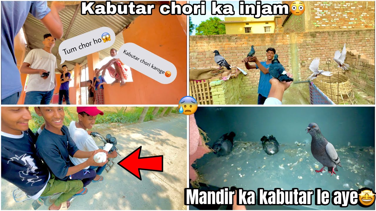 Mujhe police 👮se pakdwa diya😰 || kabutar🕊️ chori ka injam lag gya🤬 #pets
