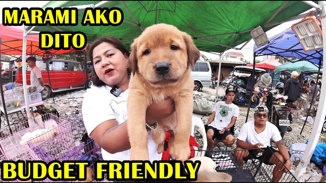 KAYA DINADAYO MURANG ALOK MARAMI DITO SA BOCAUE PET TIANGGE.
