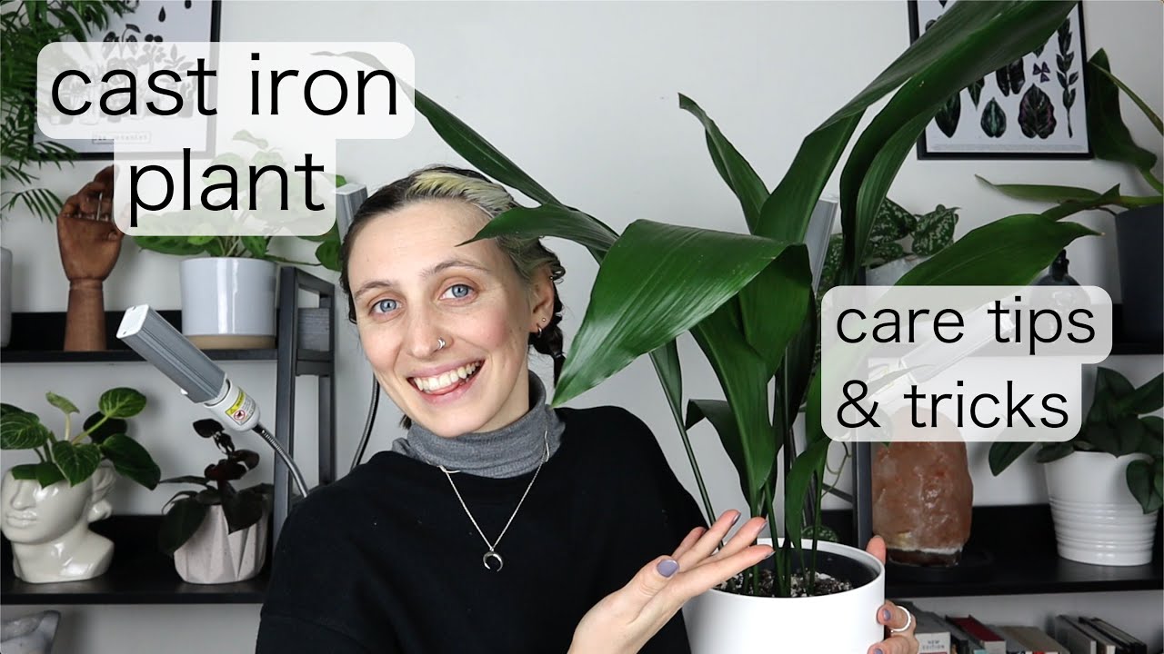 MY EASIEST PLANT | Cast Iron Plant Care