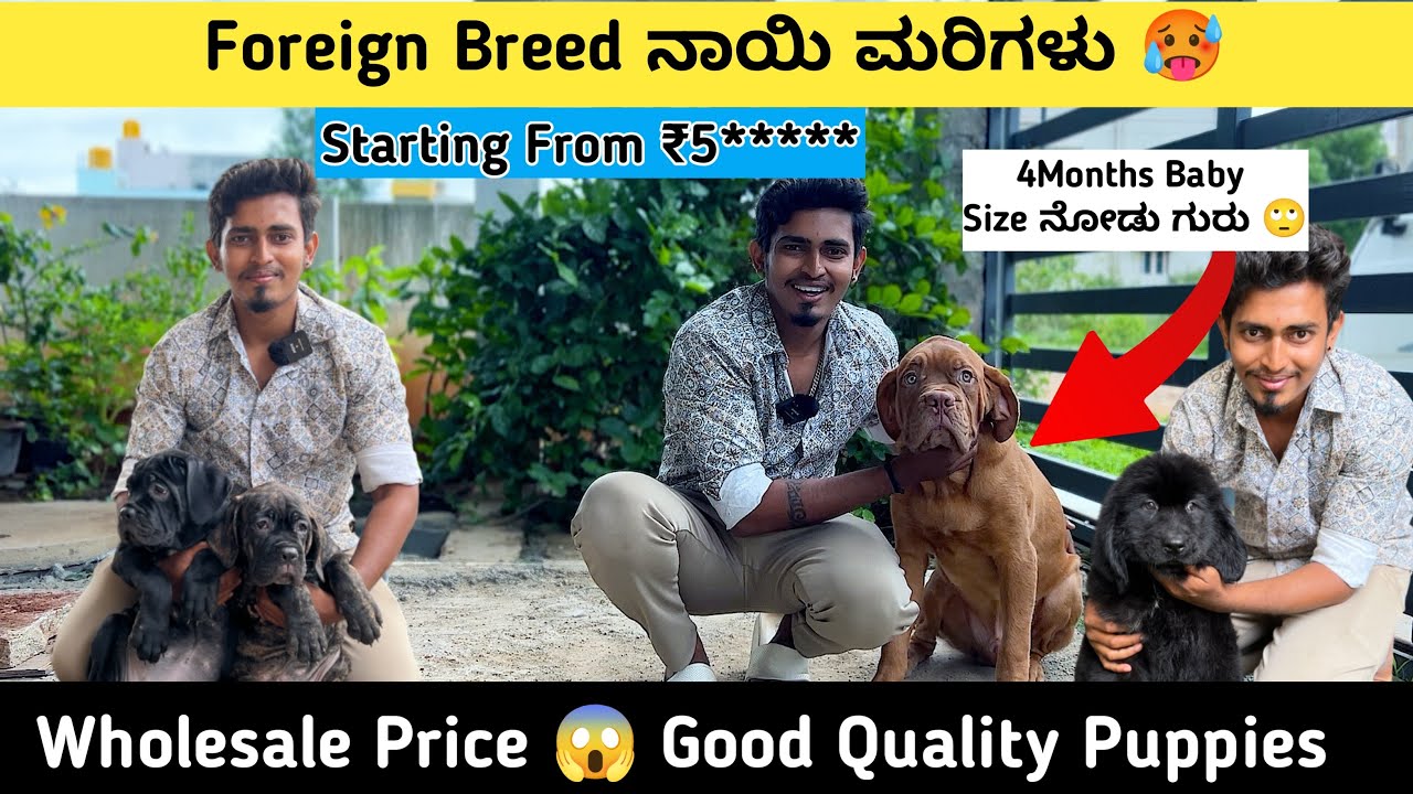 Wholesale Price Foreign Breed Puppies😱 | ಕಡಿಮೆ ಬೆಲೆಯಲ್ಲ ನಾಯಿ ಮರಿಗಳು | 🤯
